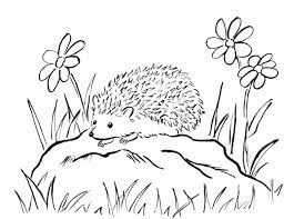 The original format for whitepages was a p. Hedgehog Coloring Page Art Starts