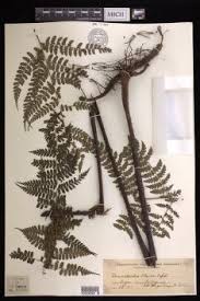 Image result for Blotiella sinuata