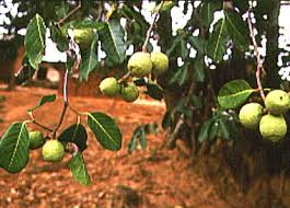 Image result for Saba comorensis