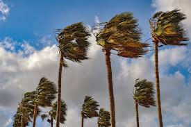 Windy is an extraordinary tool for #weather #forecast visualization. Palm Trees Wind Windy Free Photo On Pixabay