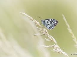 Males have a single black spot on the center of each forewing while females have two spots in the same place. Black And White Butterflies Sussex Wildlife Trust