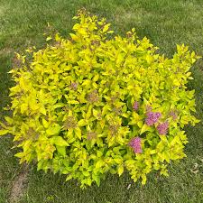 Image result for spirea japonica gold princess