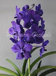 Image result for Vanda coerulea