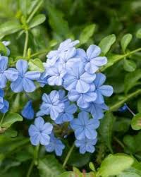 Image result for Plumbago zeylanica