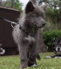 Blue Bay Shepherds Dog Breeds Shepherd Puppies Puppies