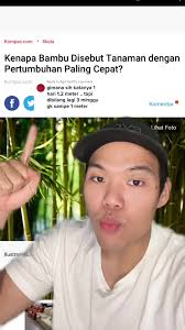 Replying to @ApriYant0 Bambu bisa tumbuh 1 meter dalam sehari 🤯 #bamboo  #bambu #tebuh #rebung #kamuharustau #faktaunik #panda