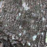 Image result for Brachystegia spiciformis × microphylla