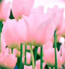 I love the things that are quintessential summer: Pink Tulips In Pastel Coral Colors On Blurred Background Close Stock Photo Picture And Royalty Free Image Image 129996629