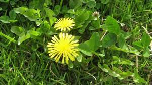 Dandelion Flower Meaning In Bengali Best Flower Wallpaper