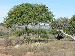 Image result for Embelia schimperi