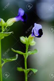 Image result for Scrophulariaceae