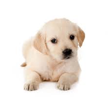 The puppies parents, brady & snowflake are akc registered english cream golden retrievers. Golden Retriever Puppies For Sale English Cream White Etc Ct Breeder