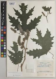 Image result for Girardinia bullosa