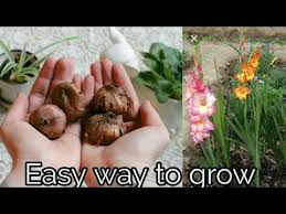 How To Grow Gladiolus Bulbs Fast And Easy With Update Youtube