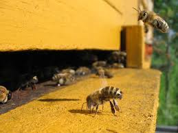 Dead bees outside on the ground almost never means the problem will resolve itself. Colony Collapse Disorder Wikipedia