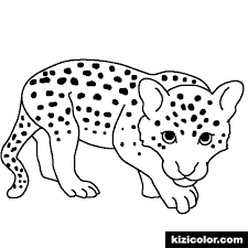 Download and print these leopard coloring pages for free. Leopards Coloring Pages Kizi Coloring Pages
