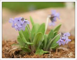 Le Jardin D Altitude Du Haut Chitelet Mois De Juin 2013