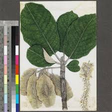 Image result for Terminalia mollis