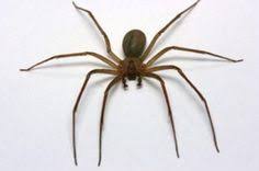 Elle est appelée « recluse brune » ou comme d'autres loxosceles « araignée violoniste ». 28 Idees De Araignee Dangereuses Araignee Dangereuse Araignee Vipere