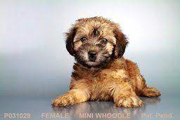 Mini Whoodle Puppies For Sale Whoodle Puppy Puppies Cute Puppies