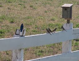 Maybe you would like to learn more about one of these? Sparrows Bluebirds Battle For Control Of Boxes 7 Photos Orillia News
