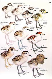 Birds Of Cape Cod Book Baby Birds Plover Stilt Sandpiper Avocet Tern Herring Gull Small Baby Bird Print 1978 Vintage Book Page 8 X 5 Bird Prints Plover Avocet