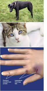 Image result for Cat Bite