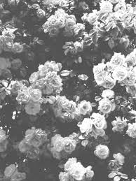 Black And White Flower Wallpaper Wallpaper Marieghansen 花 背景 花 ハッピーバースデー 画像