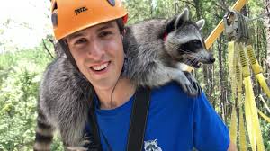 Can you have a pet raccoon as a pet? This Raccoon Influencer Says They Actually Make Good Pets But Maybe Stick To Dogs