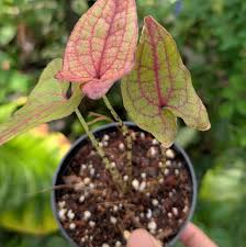 Image result for Pilea johnstonii