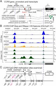 100 gene product result for. Epigenetic Mechanisms T Cell Activation And Ccr5 Genetics Interact To Regulate T Cell Expression Of Ccr5 The Major Hiv 1 Coreceptor Pnas