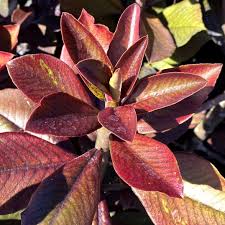 Image result for Synadenium cupulare