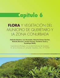 Si se llega en carro será mucho más el tiempo invertido ya que durante los días de tianguis las calles son dominio de los peatones, por lo que la mejor opción. Pdf Flora Y Vegetacion Del Municipio De Queretaro Y La Zona Conurbada