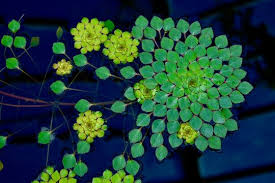 Image result for Trapa natans