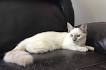 Siamese and Balinese and Lynx points for sale