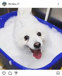 ドイツ語, 英語, スペイン語, フランス語, イタリア語, ポルトガル語, ロシア語, 日本語, アラビア語, ヘブライ語, オランダ語, ポーランド語, ルーマニア語, トルコ語中国語翻訳と数万件の例文を探せる無料辞書. æ³¢ç' å…¬å¼ã‚¤ãƒ³ã‚¹ã‚¿ã‚°ãƒ©ãƒ  06 Haru 17 ã‚ˆã‚Š ã‚¹ãƒãƒ‹ãƒ Sponichi Annex èŠ¸èƒ½