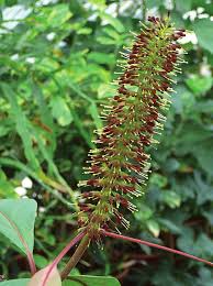 Image result for Sabicea bequaertii