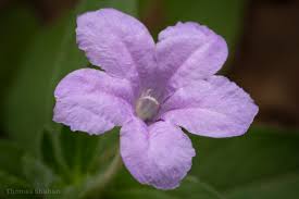 Image result for Ruellia praetermissa