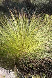 Image result for Hyparrhenia griffithii