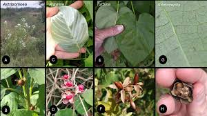 Image result for Astripomoea hyoscyamoides