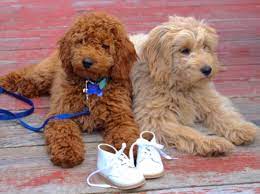 We have two males and four females available! Mini Goldendoodle Ohio Mini Goldendoodle