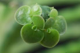 Image result for Secamone delagoensis