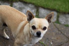We did not find results for: Demonic Man Hating Chihuahua Finally Gets Adopted After Post Goes Viral