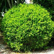 American Boxwood Shrub Box Wood Shrub American Boxwood Bushes And Shrubs
