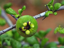 Image result for Catunaregam