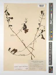 Image result for Micrargeriella aphylla