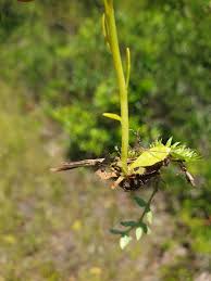 Image result for Nesaea ramosa
