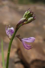 Image result for Cleome macrophylla