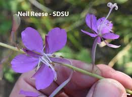 Image result for Syncolostemon sp. nov. aff. teucriifolius