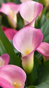 Calla Lily Calla Lily Flowers Calla Lily Bridesmaid Flowers